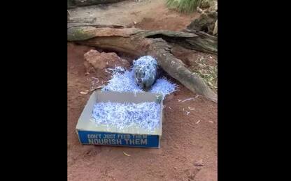 Il wombat rovescia la scatola e viene sommerso dalla carta: VIDEO