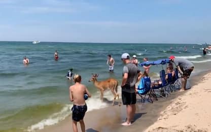 Michigan, in spiaggia spunta un cerbiatto. VIDEO