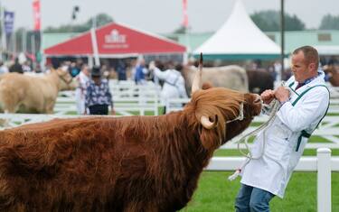 0GettyImages-Regno_Unito_The_Great_Yorkshire_Show