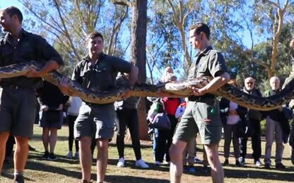Australia, misurati tre serpenti giganti al Reptile Park. VIDEO
