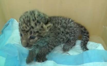 Cucciolo leopardo abbandonato dalla madre salvato da animalista. VIDEO