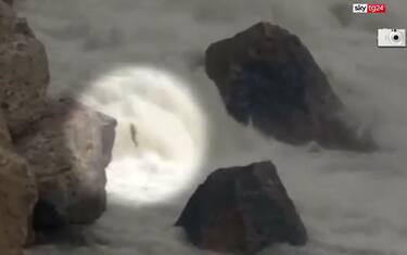 Canada, frana nel fiume: salmoni trasportati in elicottero. VIDEO