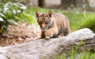 Francia, comprano online gatto Savannah e ricevono tigre di Sumatra