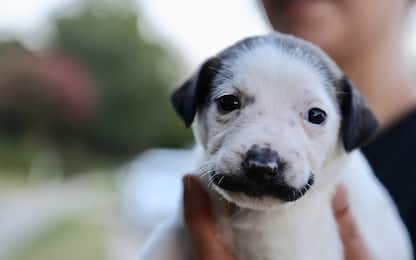 Salvador Dolly, il cucciolo di cane con i baffi alla Dalí. VIDEO