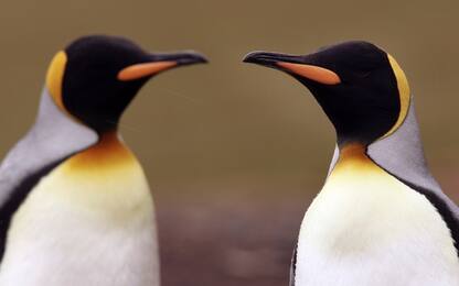 Mappato il Dna di tutte le specie di pinguini viventi
