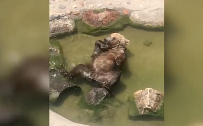 Troppo caldo, l'orso si rilassa in acqua nello zoo. VIDEO