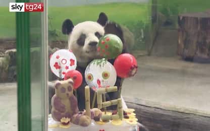 Cina, lo zoo di Taipei festeggia i 15 anni di due panda. VIDEO