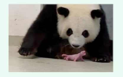 Due cuccioli di panda sono nati allo zoo di Berlino. LE FOTO