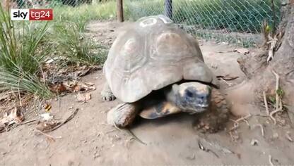 Brasile, 60 tartarughe salvate arrivano a Rio. VIDEO