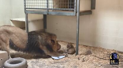 Il primo incontro tra il leoncino e il papà allo zoo di Denver. VIDEO