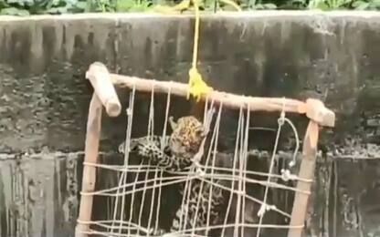 L'incredibile salvataggio del leopardo caduto nel pozzo. VIDEO