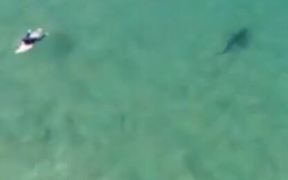 Australia, surfista evita uno squalo grazie a un drone. VIDEO