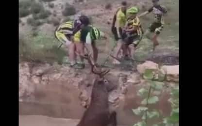 Spagna, squadra di ciclisti tira fuori dall'acqua un cervo. VIDEO