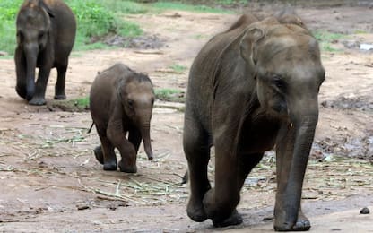 Sri Lanka, centro si prende cura degli elefantini orfani