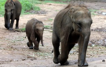 hero-elefanti-orfani-sri-lanka