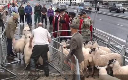 Londra, il tradizionale passaggio di pecore sul London Bridge. VIDEO