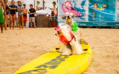 California, in scena il Surf dog contest 2019. FOTO