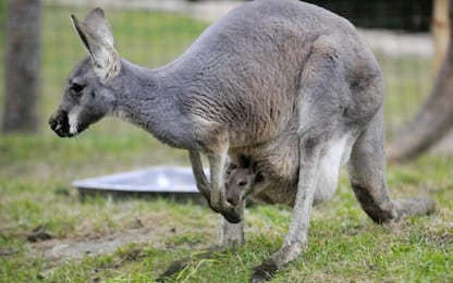 Strage di canguri in Australia: 2 milioni uccisi ogni anno