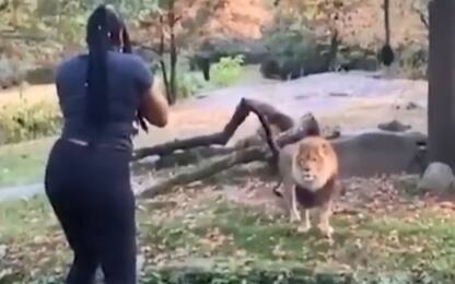 Zoo del Bronx, donna in recinto leoni. VIDEO