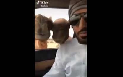 Si rifiuta di condividere il pane, uomo aggredito dai cammelli. VIDEO