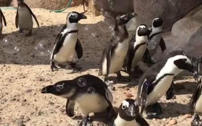 Ohio, bolle di sapone per i pinguini dello zoo di Toledo. VIDEO