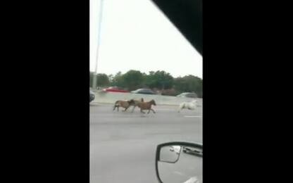 Texas, pony e cavalli galoppano in autostrada. VIDEO