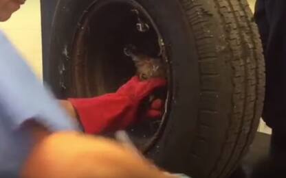 Inghilterra, volontari salvano volpe incastrata in pneumatico. VIDEO