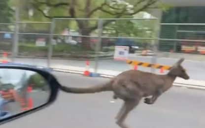 Australia, canguro attraversa la strada. VIDEO