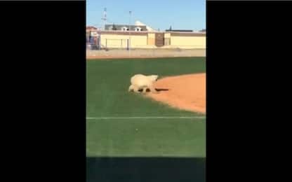 Canada, un orso polare entra nel campo da baseball. VIDEO
