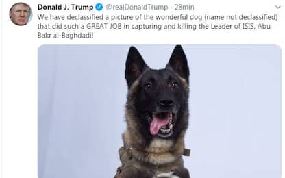 Al-Baghdadi, Trump twitta foto di un cane: ha partecipato al blitz