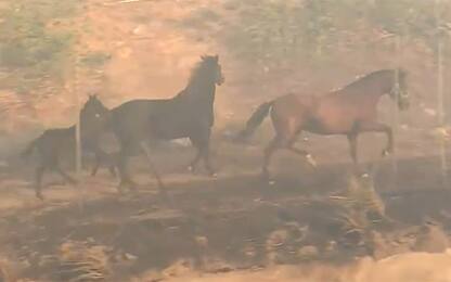Incendio California, cavallo corre tra fiamme e salva famiglia. VIDEO