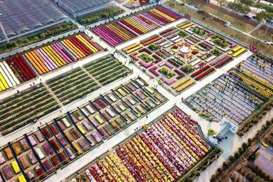 Cina, i colorati labirinti di crisantemi a Jiangsu