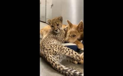 Coccole tra cucciolo di ghepardo e cane allo Zoo di Cincinnati. VIDEO