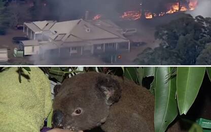 Australia, emergenza incendi in South Wales, koala a rischio. VIDEO