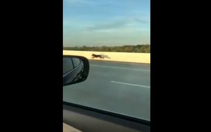 Texas, la corsa degli automobilisti per salvare il cane. VIDEO