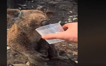 Incendi in Australia, koala salvato beve dal bicchiere. VIDEO 