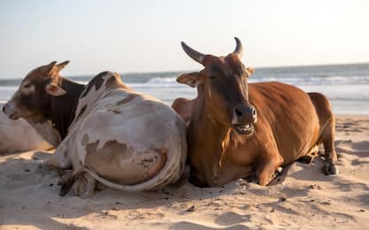 Usa, mucche travolte dall'uragano Dorian ritrovate vive