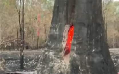 Australia, emergenza incendi: fiamme all’interno di un albero. VIDEO