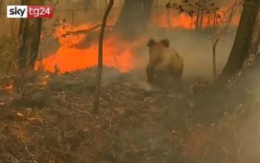 Incendi in Australia, koala ustionato salvato tra le fiamme. VIDEO
