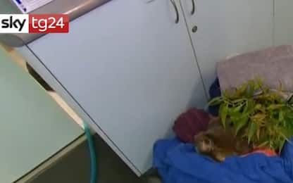 Australia, il koala salvato dalle fiamme adottato da salvatrice. VIDEO