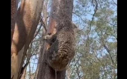 Incendi in Australia, la doccia rinfrescante del koala. VIDEO
