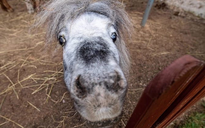Charlie Il Cavallo Più Piccolo Del Mondo
