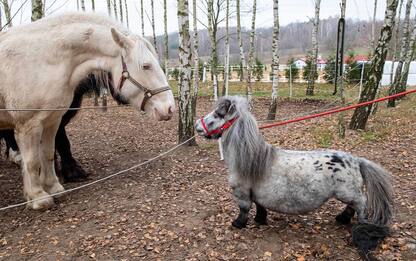 Ecco Bombel, il cavallo maschio più piccolo al mondo. FOTO