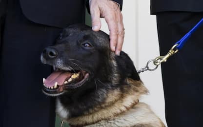 Trump riceve Conan, cane-eroe del blitz contro Al Baghdadi