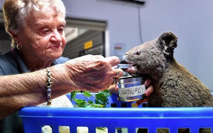 Morto il koala salvato dagli incendi in Australia. FOTO