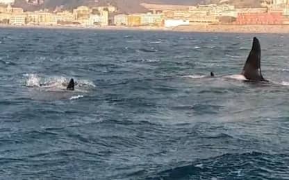 Genova, orche hanno lasciato il porto di Pra', vanno verso Ovest.VIDEO