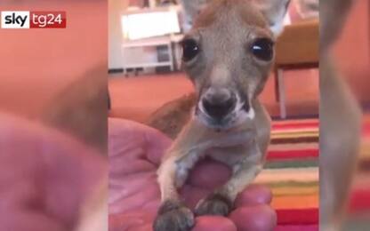 Australia, i primi passi del canguro rimasto orfano. VIDEO