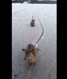 Lago Ontario, uomo salva cerbiatti bloccati dal ghiaccio. VIDEO