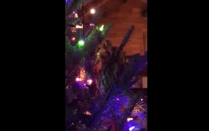 Usa, l'assiolo si nasconde sull'albero di Natale. VIDEO