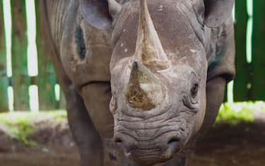 hero_rinoceronte_tanzania_ansa